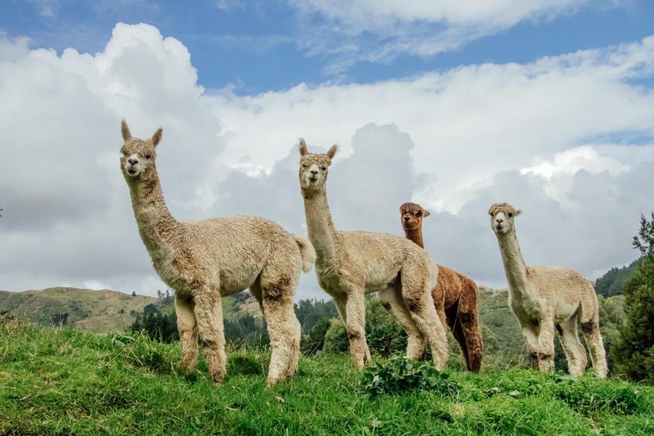 Luxury Stay, Alpaca Farm Paraparaumu Buitenkant foto