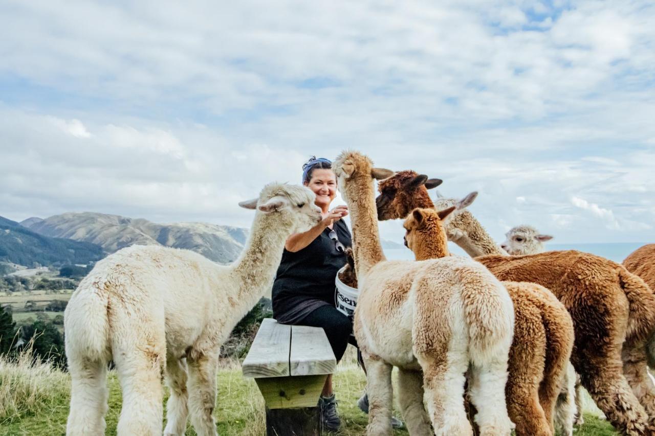 Luxury Stay, Alpaca Farm Paraparaumu Buitenkant foto